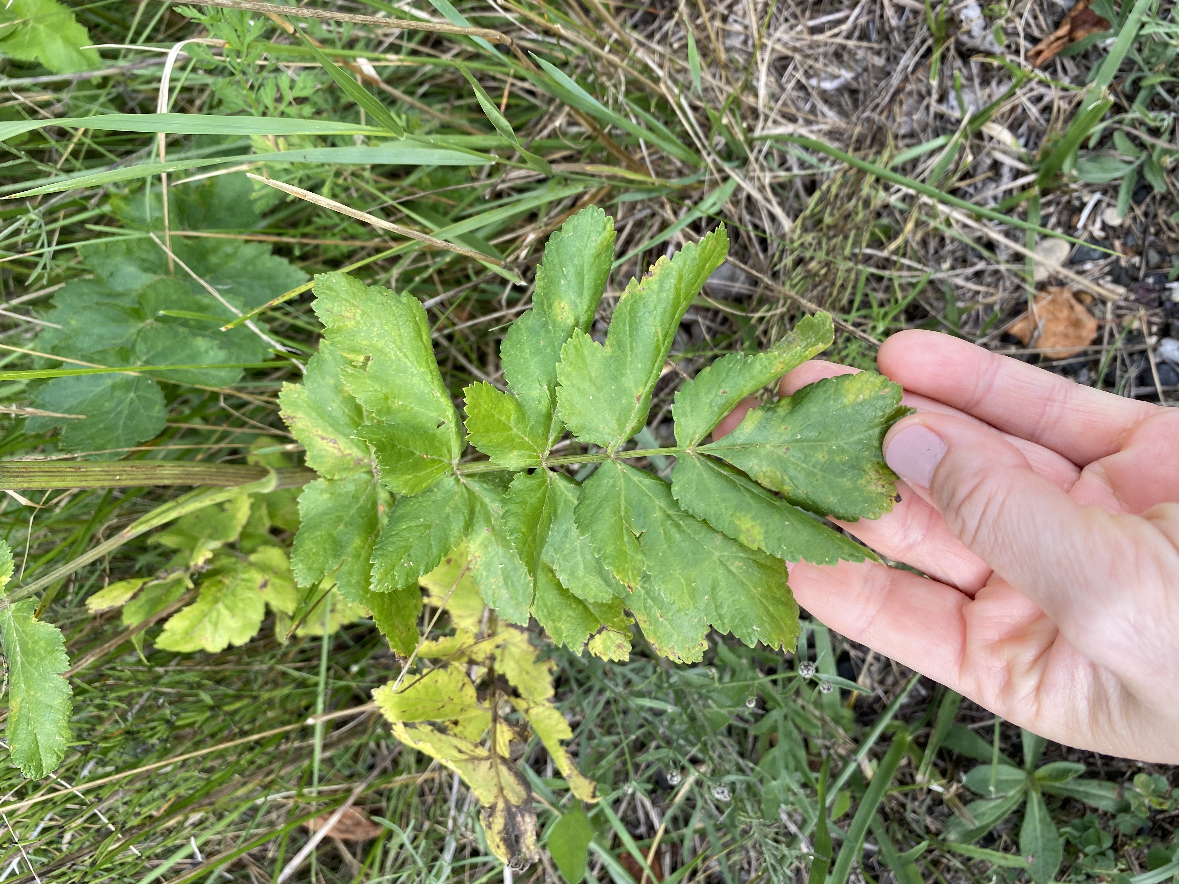 wild parsnip Aug2020 EmmetCo ECH (3)